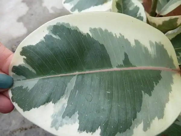 Photo of Ficus elastica (Ficus elasticas)