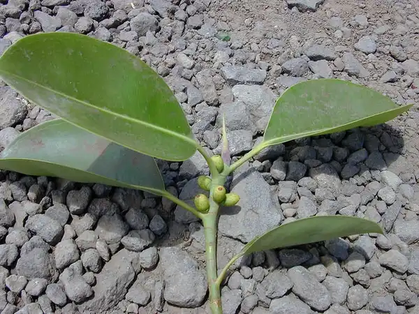 Photo of Ficus elastica - Fruit:Forest and Kim Starr