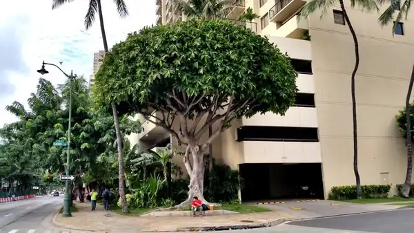 Photo of Ficus elastica - Tree:Wendy Cutler