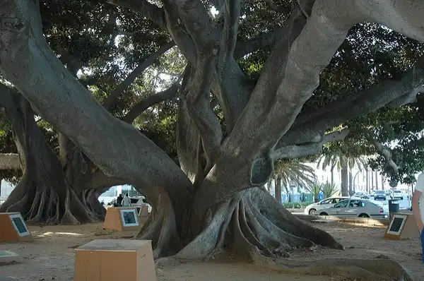 Photo of Ficus elastica - Trunk:Weisserstier