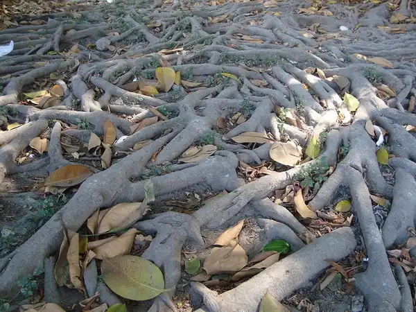 Photo of Ficus elastica - Roots:eltigrillo99