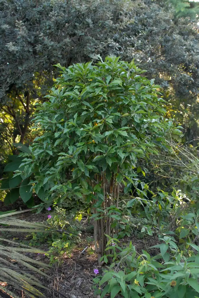 Foto de Ficus gasparriniana var. laceratifolia (Ficus gasparriniana var. laceratifolias)