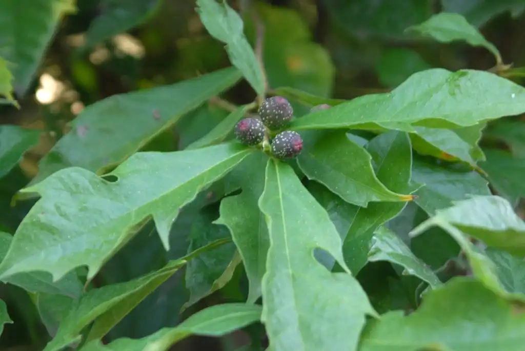 Foto de Ficus gasparriniana var. laceratifolia (Ficus gasparriniana var. laceratifolias)