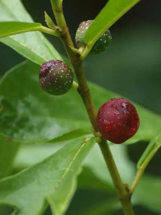 Foto de Ficus gasparriniana var. laceratifolia - Fruit Detail: