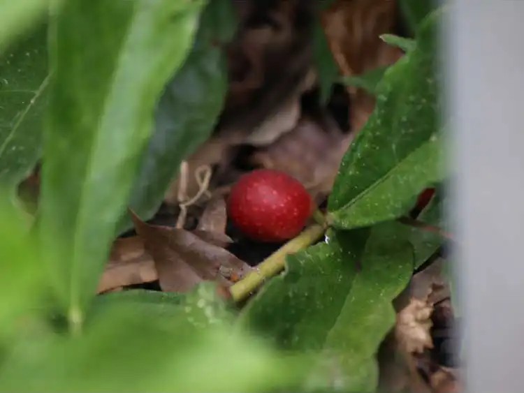 Foto de Ficus gasparriniana var. laceratifolia - Ripe Fruit: