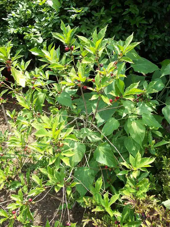 Foto de Ficus gasparriniana var. laceratifolia - Form Close-up: