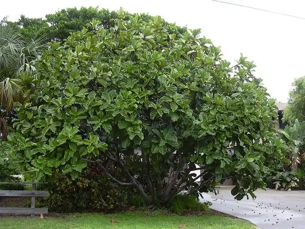 Foto de Ficus lyrata (Ficus lyratas)