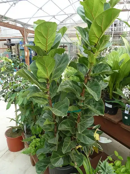 Foto de Ficus lyrata (Ficus lyratas)