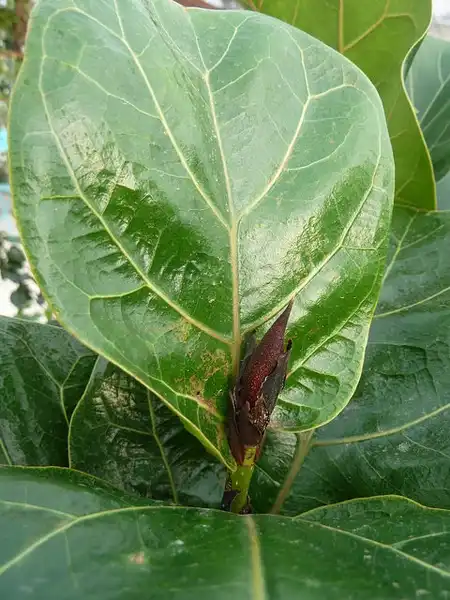 Foto de Ficus lyrata - Ficus lyrata bud:NC Cooperative Extension