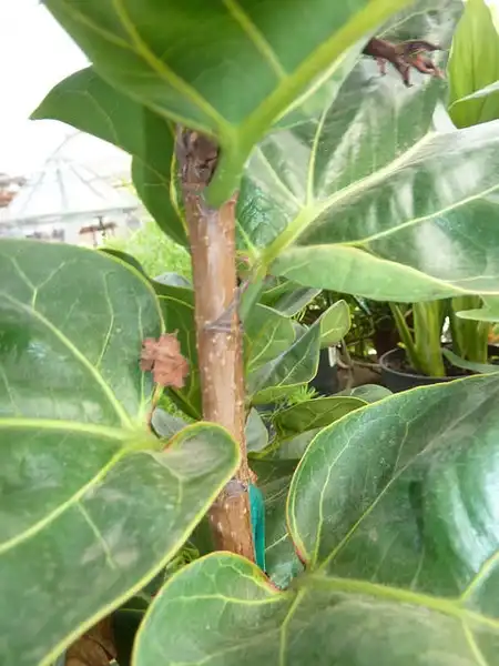 Foto de Ficus lyrata - Ficus lyrata stem:NC Cooperative Extension