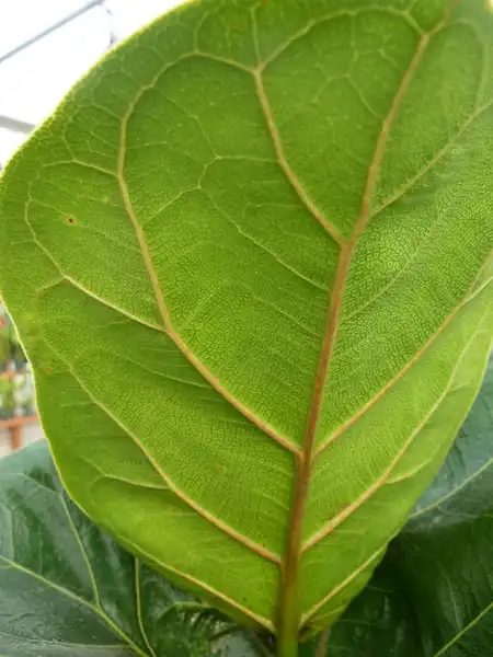 Foto de Ficus lyrata - Ficus lyrata leaf underside:NC Cooperative Extension