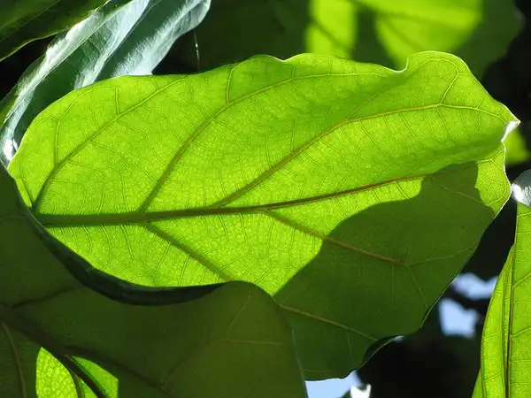 Foto de Ficus lyrata - Ficus lyrata leaf veination:Forest and Kim Starr