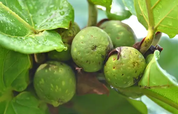 Foto de Ficus lyrata - Ficus lyrata fruit:Cerlin Ng