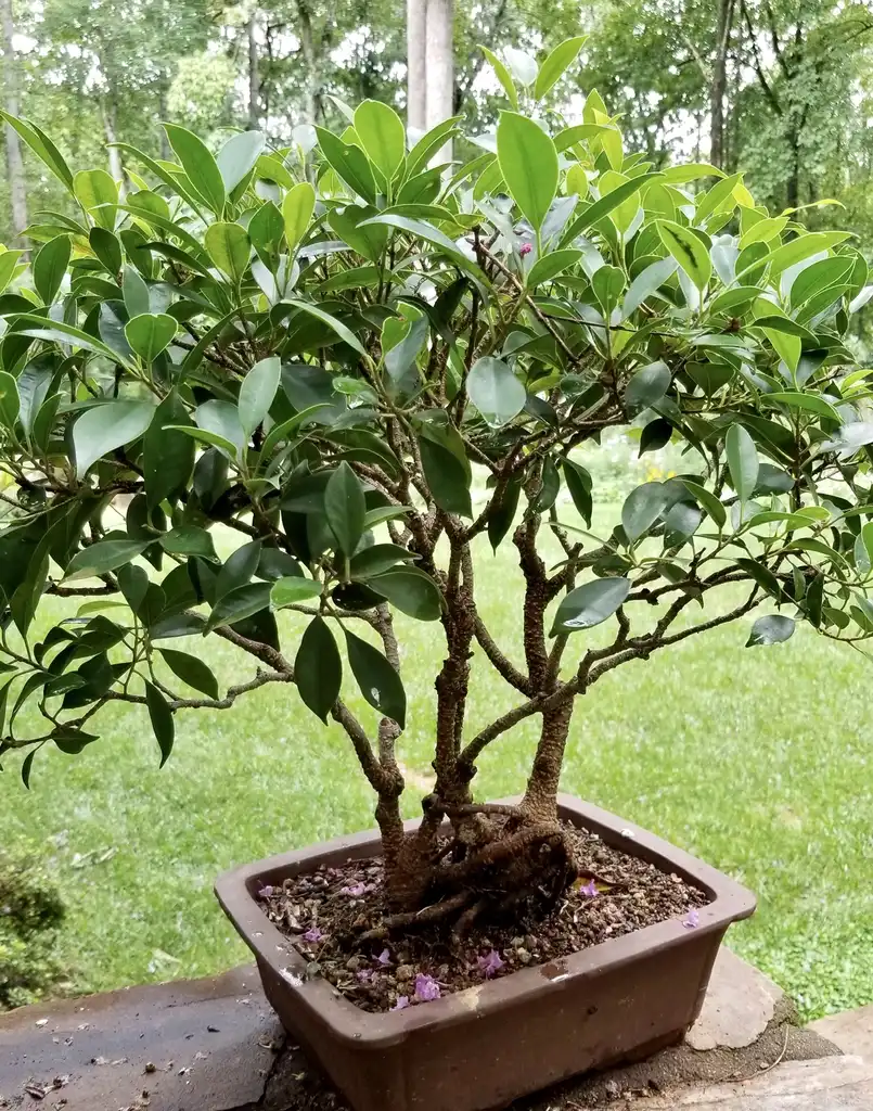Foto de Ficus microcarpa 'Golden Gate' (Ficus microcarpa 'Golden Gate's)