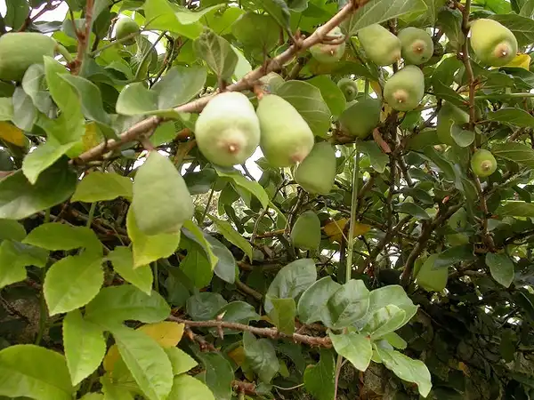 Photo of Ficus pumila (Ficus pumilas)