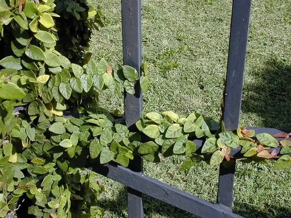 Photo of Ficus pumila (Ficus pumilas)