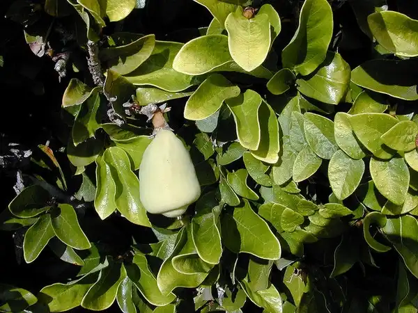 Photo of Ficus pumila - Ficus pumila fruit:Forest and Kim Starr