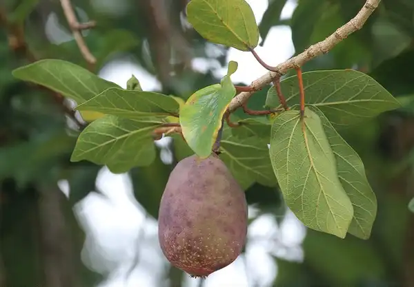 Photo of Ficus pumila - Ficus pumila ripe fruit:Cerlin Ng