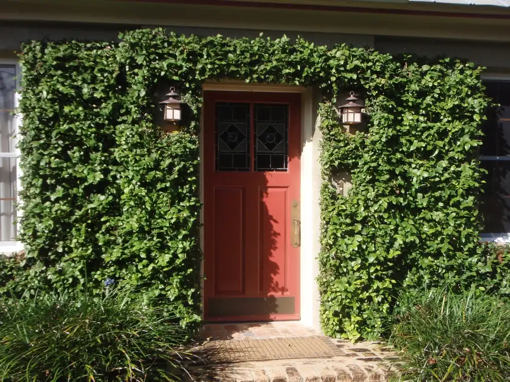 Photo of Ficus pumila - As Decoration:Jim Robbins