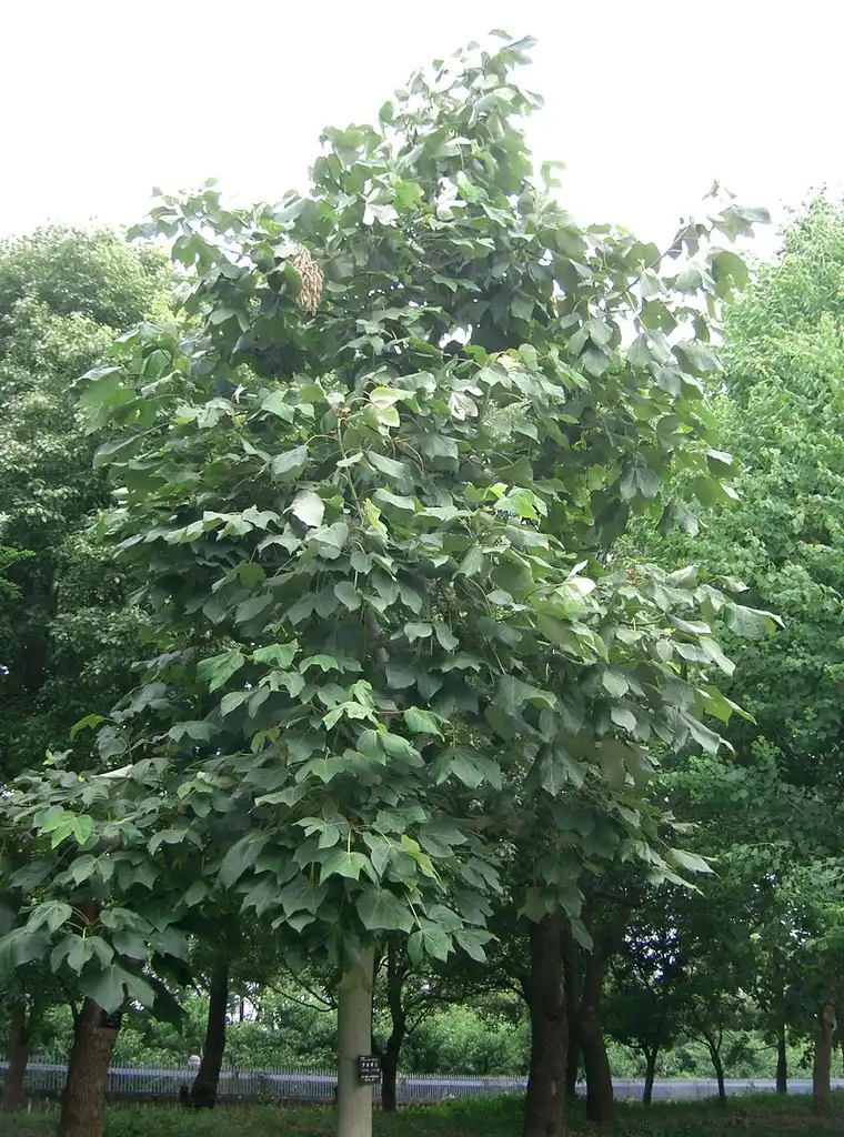 Photo of Firmiana simplex (Firmiana simplexs)