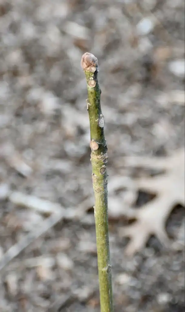 Photo of Firmiana simplex - 3 year old seedling (Wake County, NC)-Early Spring:Cathy Dewitt