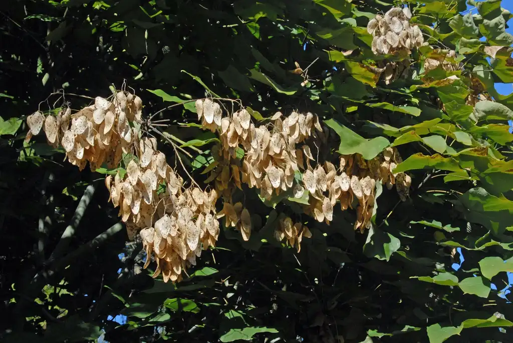 Photo of Firmiana simplex - Fruit and Leaf:Jim Robbins