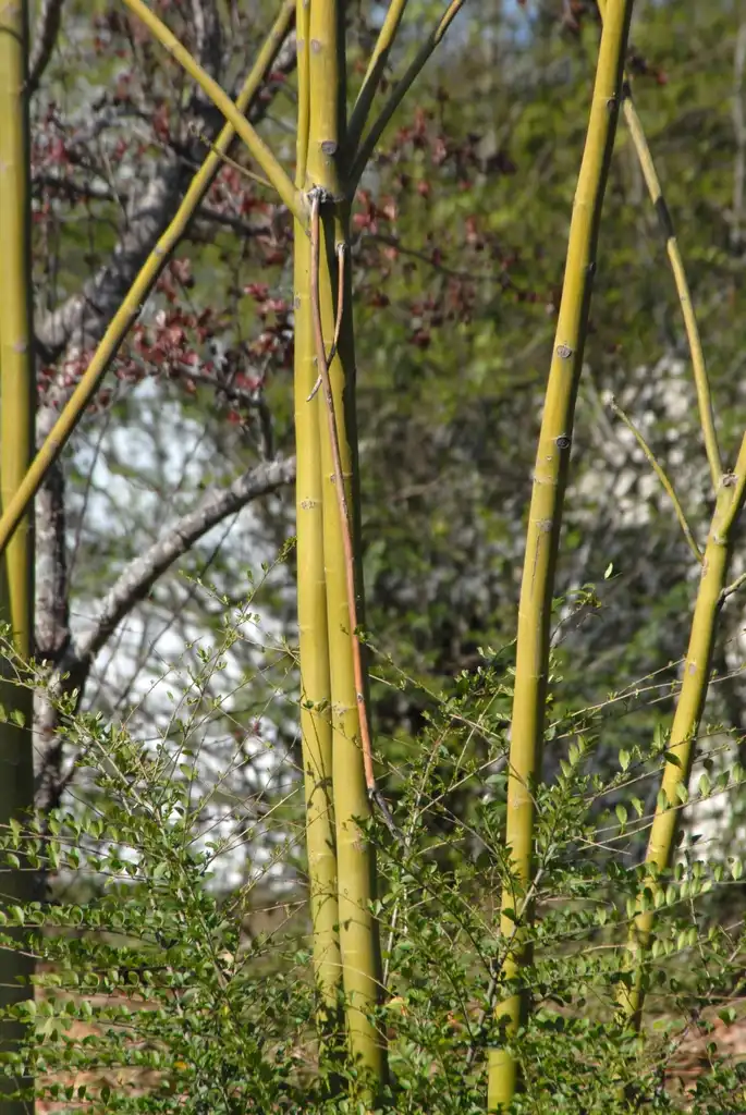 Photo of Firmiana simplex - Bark:Jim Robbins