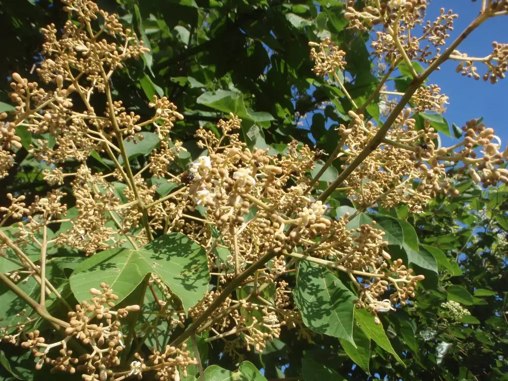 Photo of Firmiana simplex - Flower:Jim Robbins