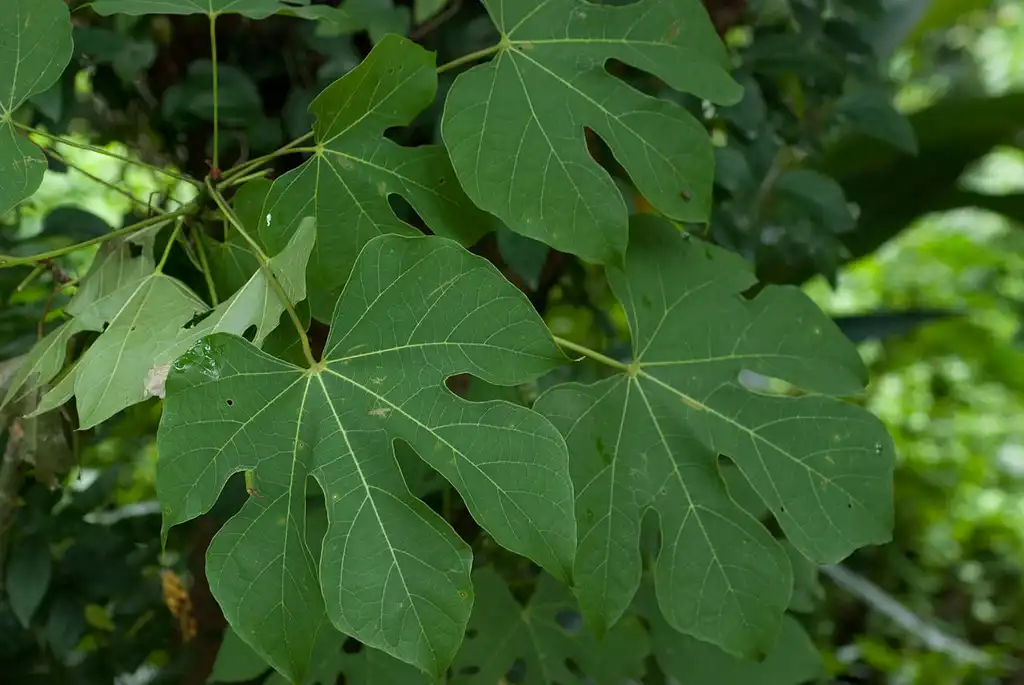 Photo of Firmiana simplex - Leaves:Shih-Shiuan Kao