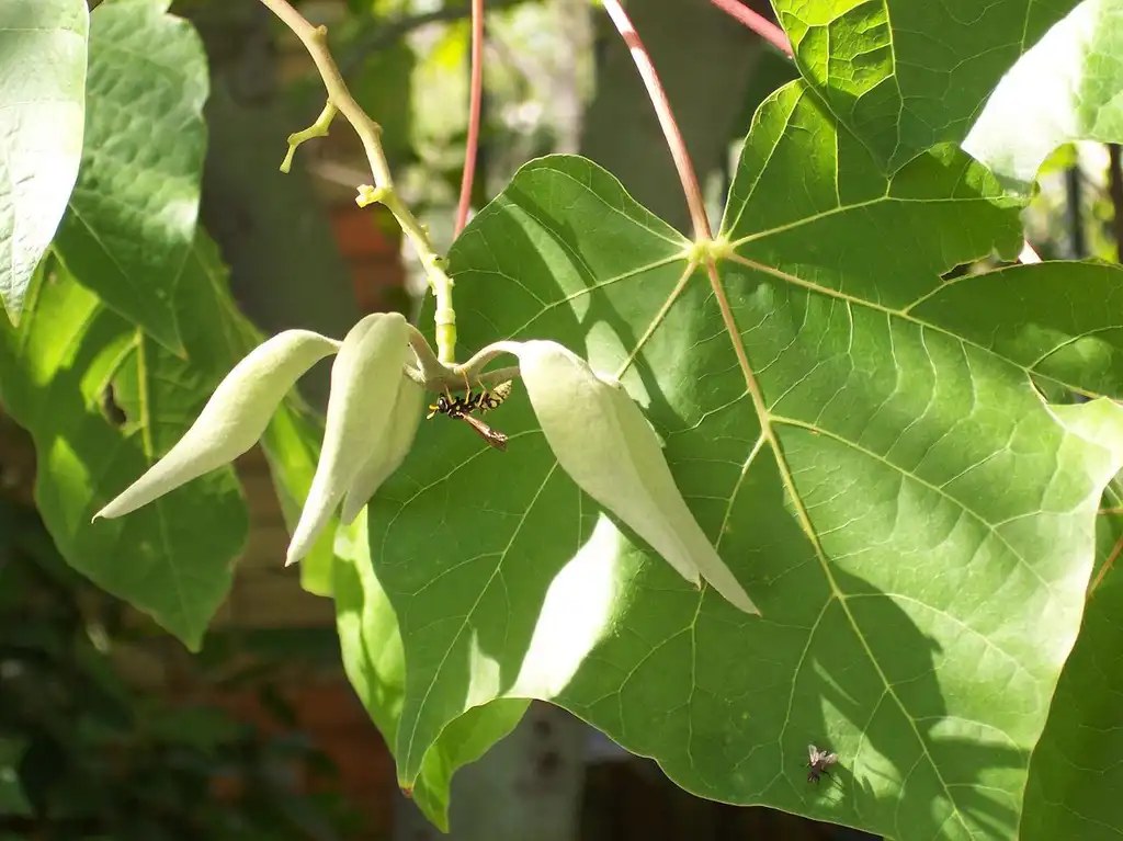 Photo of Firmiana simplex - Fruit:A. Barra