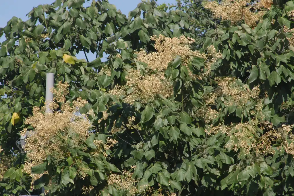Photo of Firmiana simplex - Flower and Leaves:Jim Robbins