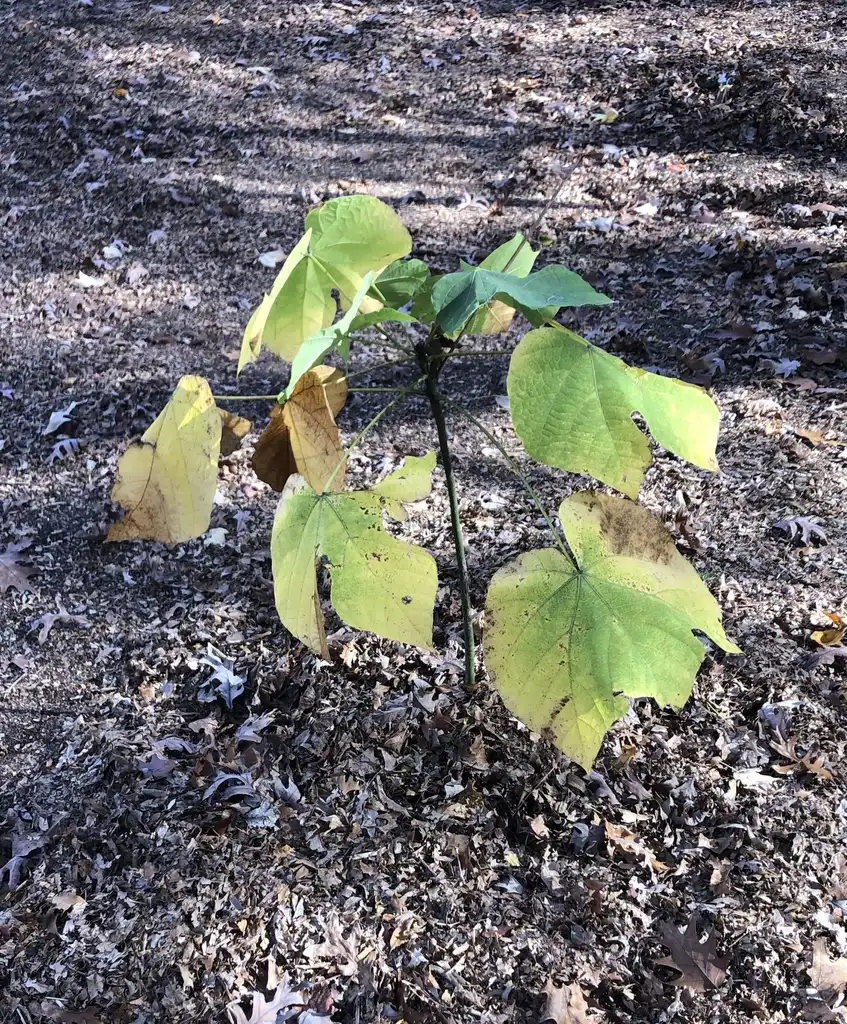 Photo of Firmiana simplex - Seedling leaf (Warren County, NC)-Fall:Cathy Dewitt