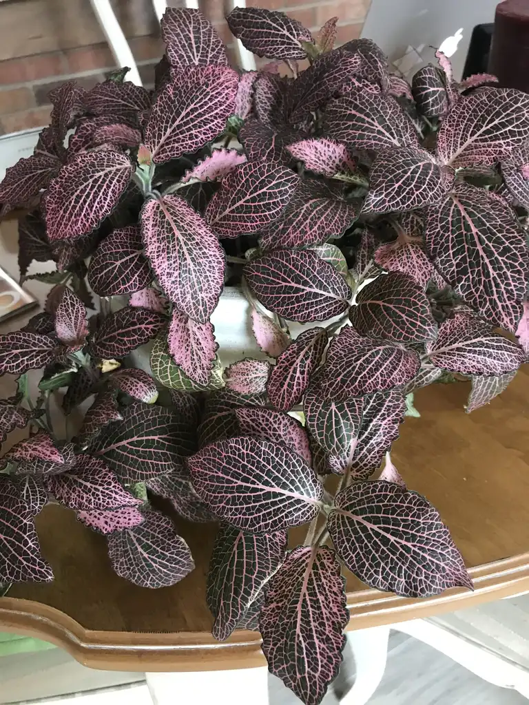 Foto de Fittonia albivenis (Fittonia albiveniss)