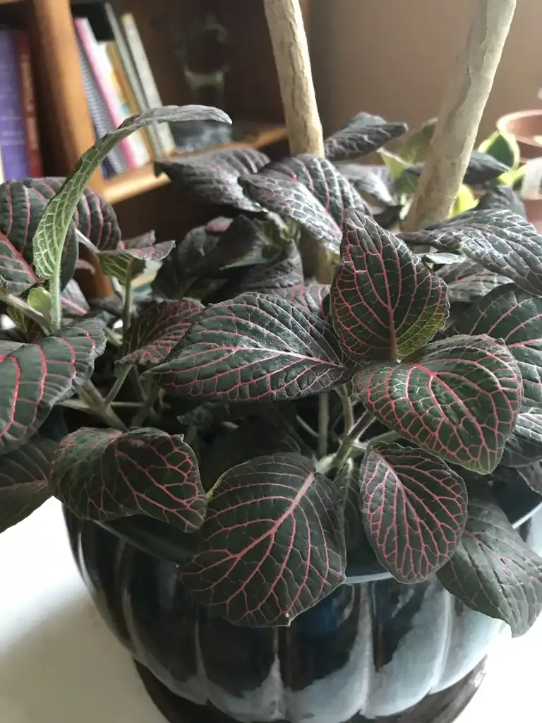 Foto de Fittonia albivenis (Fittonia albiveniss)