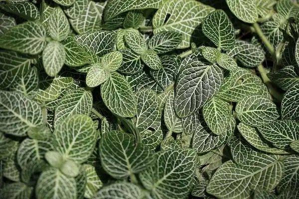 Foto de Fittonia albivenis - Leaves with white veins:Tanaka Juuyoh