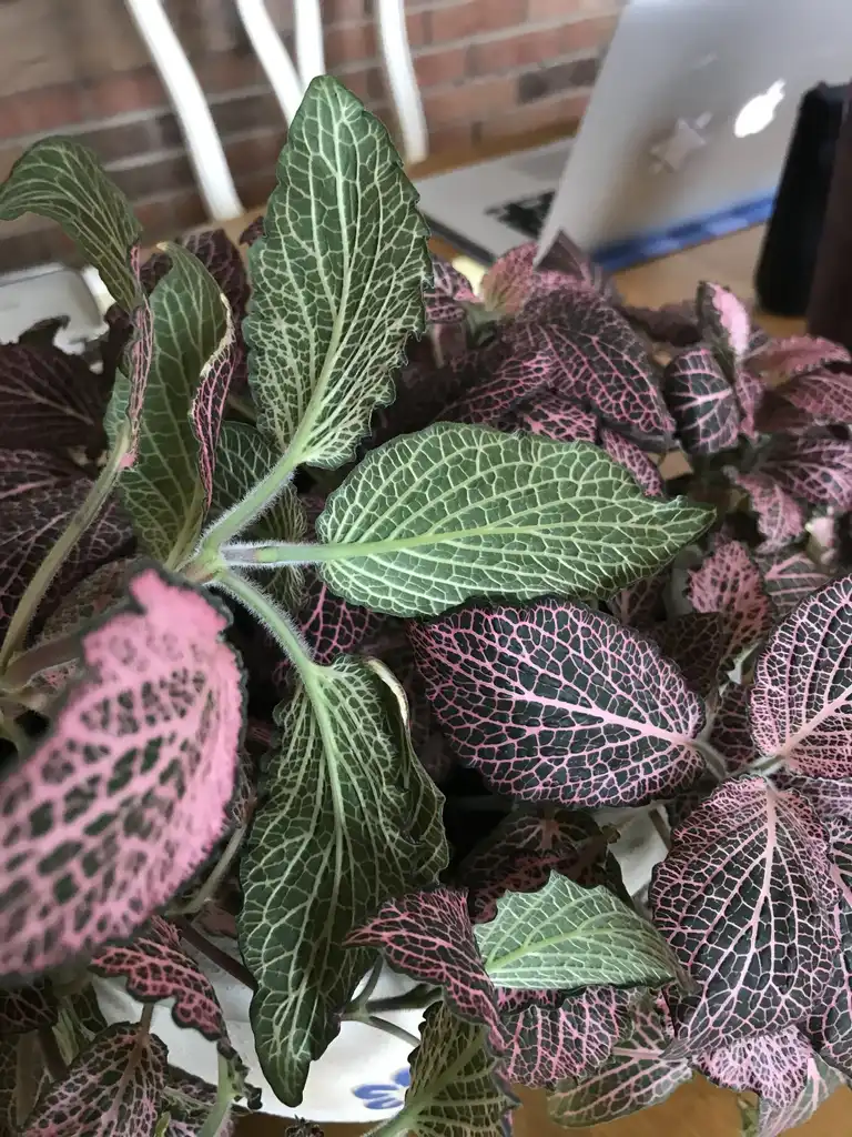 Foto de Fittonia albivenis - Underside of leaf:K. Andre