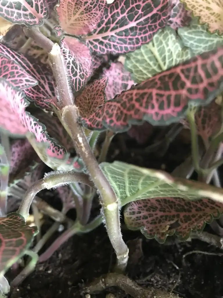 Foto de Fittonia albivenis - Stem:K. Andre