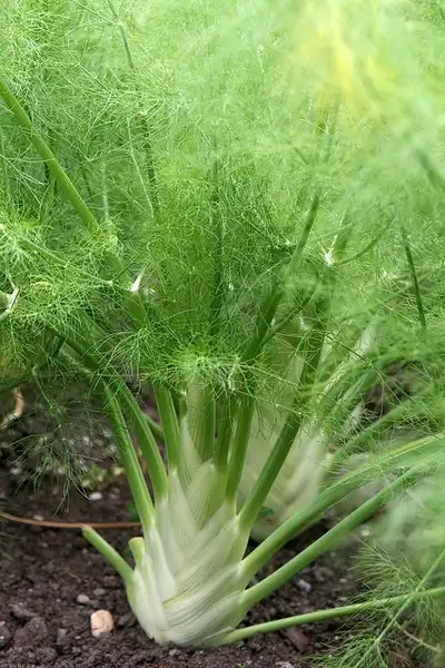 Foto de Foeniculum vulgare (Foeniculum vulgares)