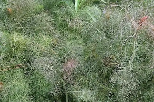 Foto de Foeniculum vulgare (Foeniculum vulgares)