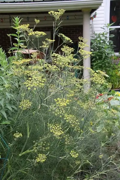 Foto de Foeniculum vulgare - Plant with flowers:Lucy Bradley