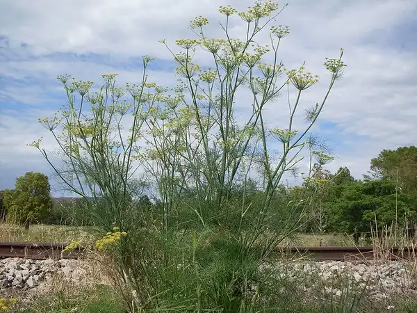 Foto de Foeniculum vulgare - Foeniculum vulgare:John Tann