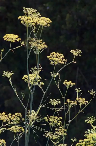 Foto de Foeniculum vulgare - Foeniculum vulgare:Jon Sullivan