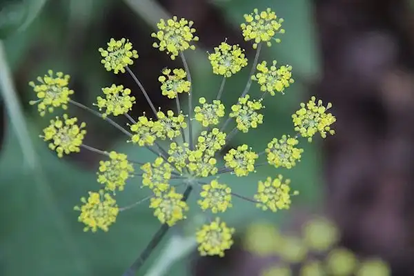 Foto de Foeniculum vulgare - Foeniculum vulgare:Lucy Bradley