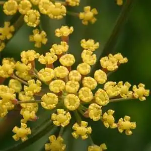 Foto de Foeniculum vulgare - Foeniculum vulgare rubrum bloom detail:Debbie Roos