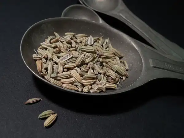 Foto de Foeniculum vulgare - Foeniculum vulgare:Cynthia Cheny