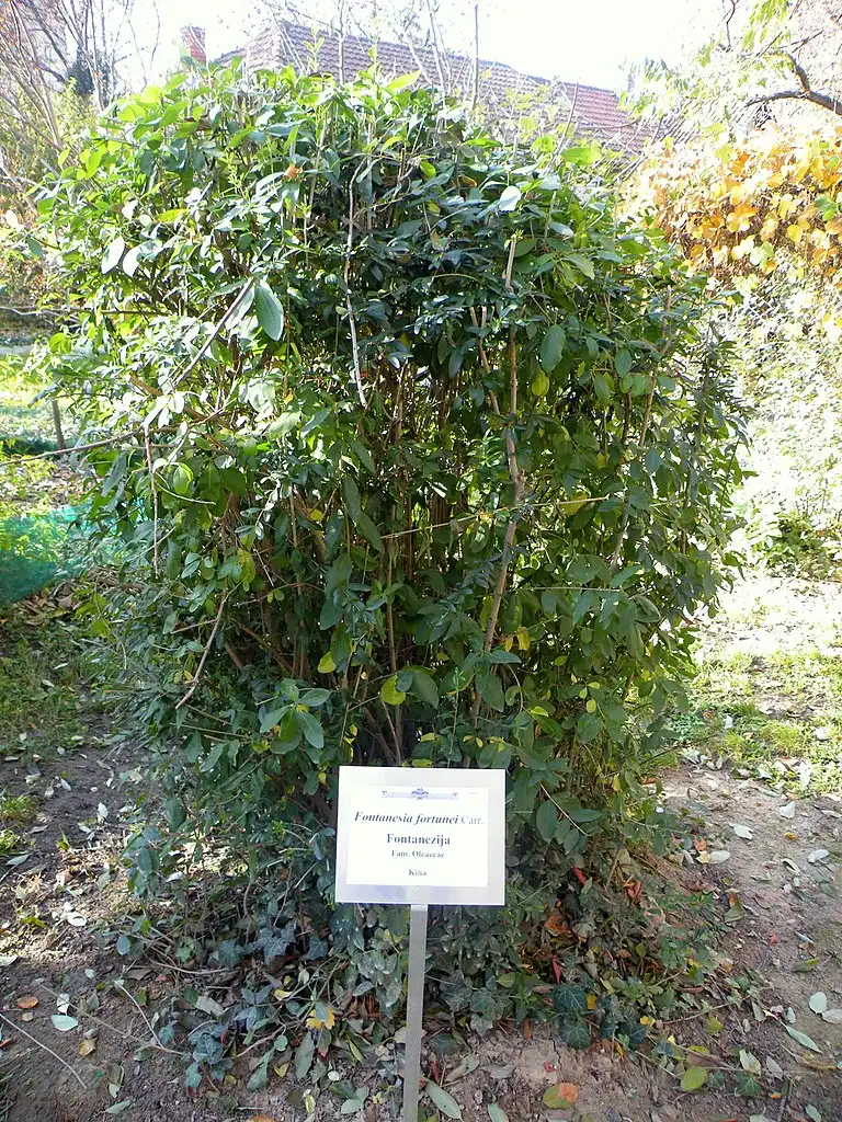 Фото Fontanesia fortunei (Fontanesia fortuneis)