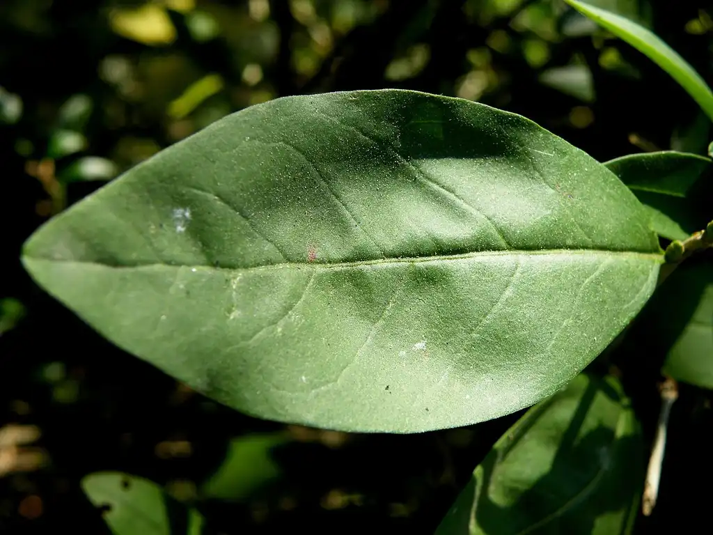 Фото Fontanesia fortunei - Leaf closeup:Marija Gajić