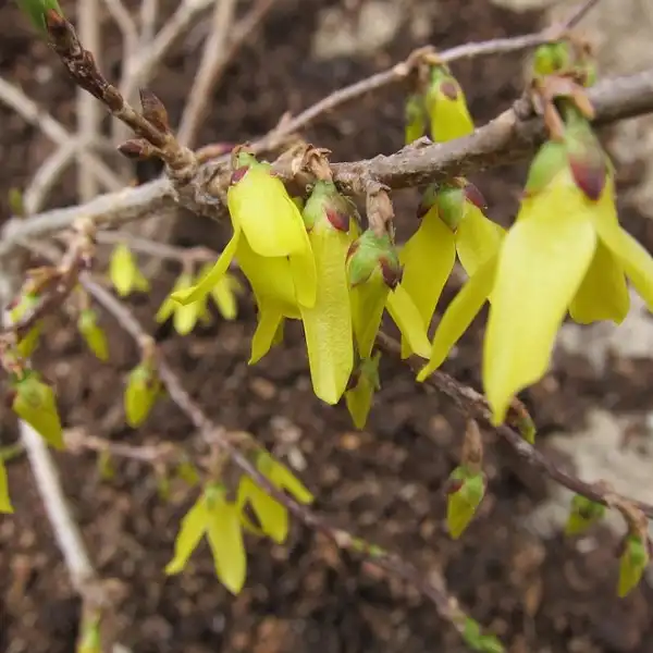 Фото Forsythia ovata (Forsythia ovatas)