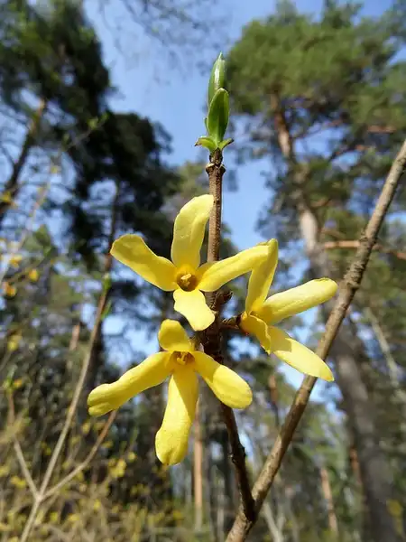 Фото Forsythia ovata (Forsythia ovatas)