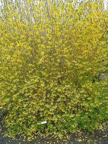Фото Forsythia ovata - Forsythia ovata growth habit:Photo by Kingsbrae Garden